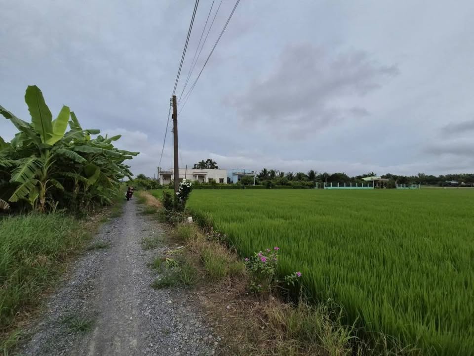 Đất lúa 6800m² xã Long Hựu Đông, Cần Đước - Giá chỉ 381 triệu VND