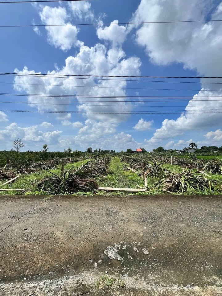 Đất thổ cư 1.600m² tại Thanh Phú Long, Châu Thành - Giá 950 triệu, phù hợp đầu tư!