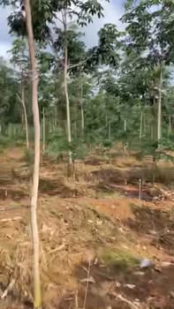 Đất Farm 1ha3 Lộc Quang Bình Phước giá 2 tỷ - Đầu tư sinh lời cao!