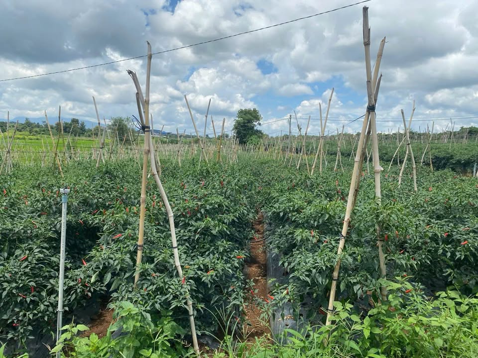 Đất nền Tân Hội, Đức Trọng 1200m² giá 900 triệu - Chính chủ cần bán gấp!