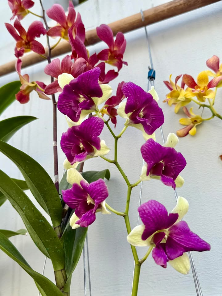 Đất nền Minh Thạnh Dầu Tiếng 125m² giá 300 triệu - Đầu tư sinh lời ngay!