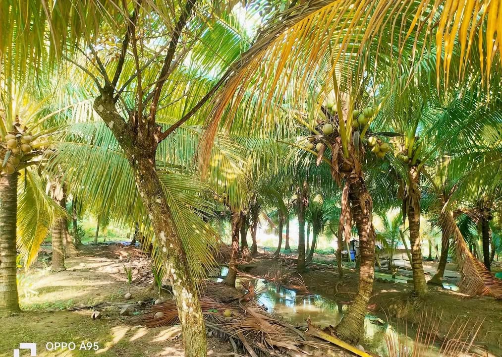 Đất nền mặt tiền Tây cầu Cống 430m² giá 800 triệu - Đầu tư sinh lời nhẹ nhàng!