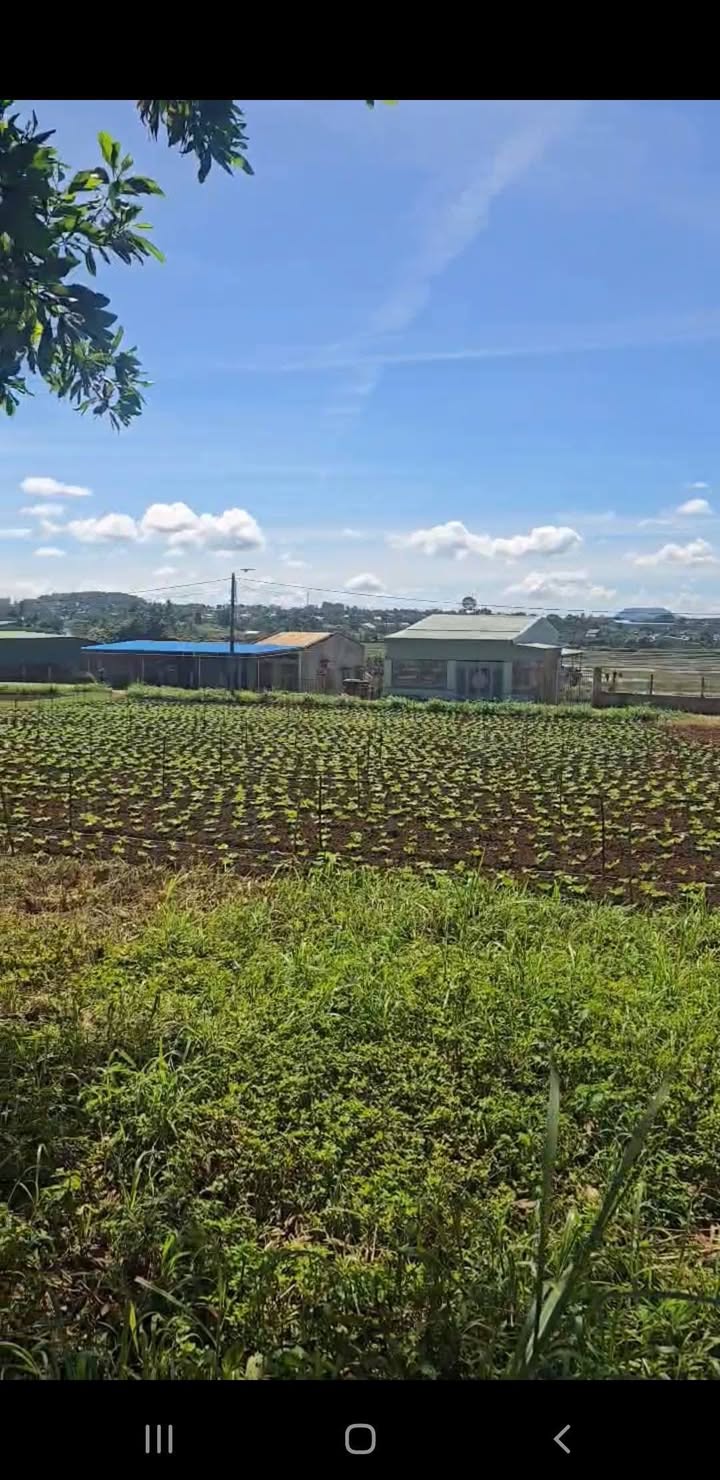 Đất nền Dương Minh Châu, Pleiku 130m² - Hướng Bắc, giá thỏa thuận!