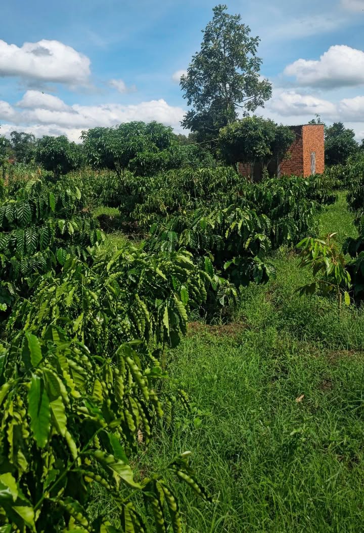 Đất nền Ea M'nang Cư M'gar 2600m² giá 750 triệu - Đầu tư sinh lời ngay!