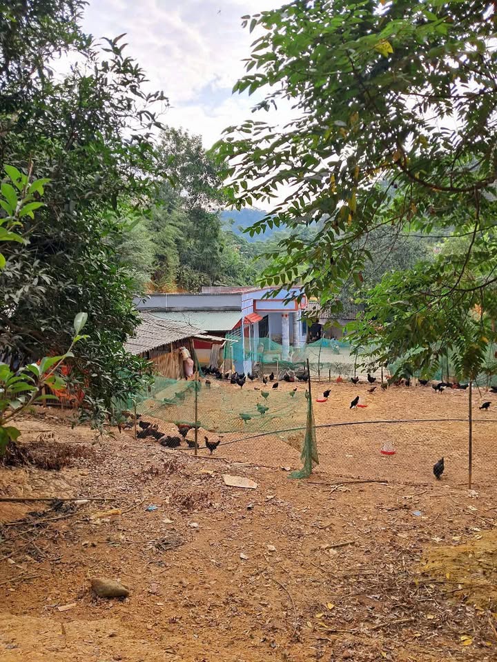 Farm tại xã Xuân Quang, huyện Bảo Thắng, Lào Cai 5306m² giá 1 tỷ - Trang trại đẹp, sẵn sàng vào ở!