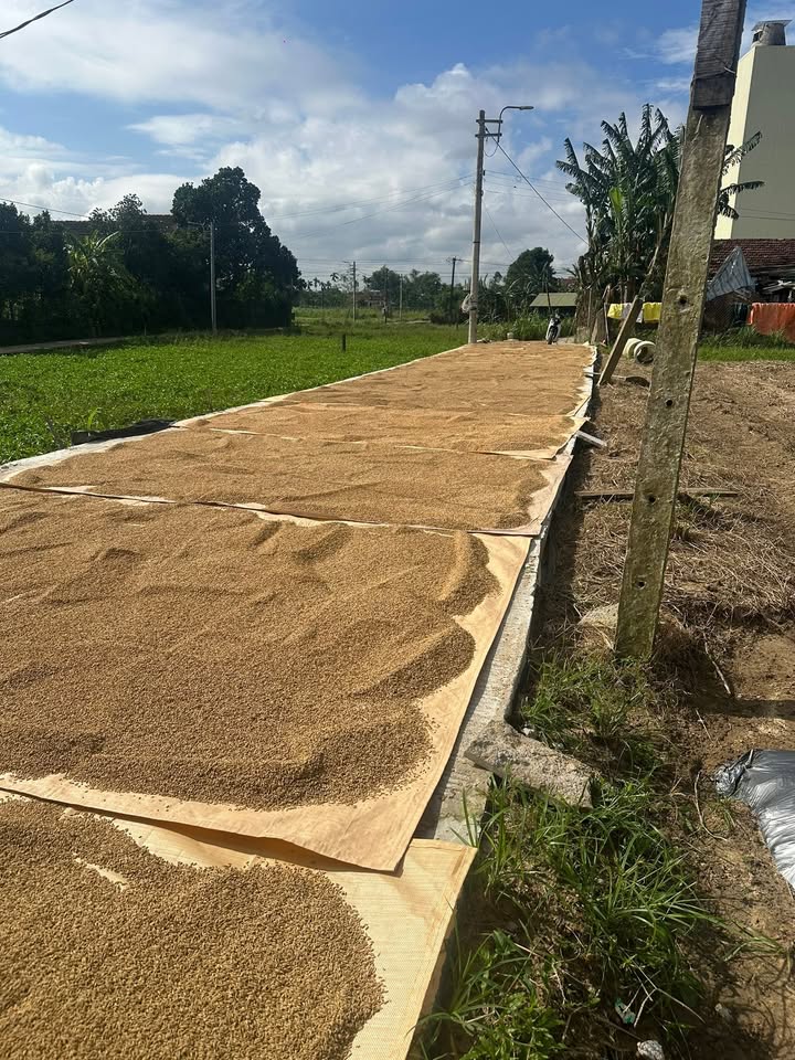 Đất nền Tịnh An 141m² giá 5xx triệu - Cơ hội đầu tư hấp dẫn!