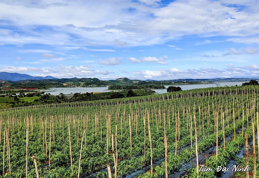 Đất nghỉ dưỡng view Hồ Đại Ninh Lâm Đồng 100m² giá chỉ 529 triệu - Cơ hội đầu tư tốt!