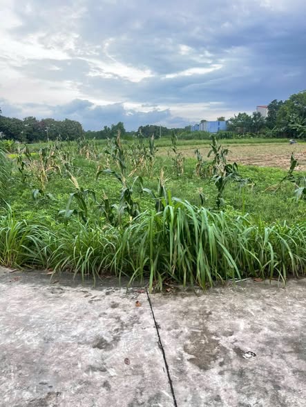 Đất 3 mặt tiền CCN Ngọc Vân, Tân Yên, Bắc Giang 4145m² giá 11 tỷ - Cơ hội đầu tư hiếm có!