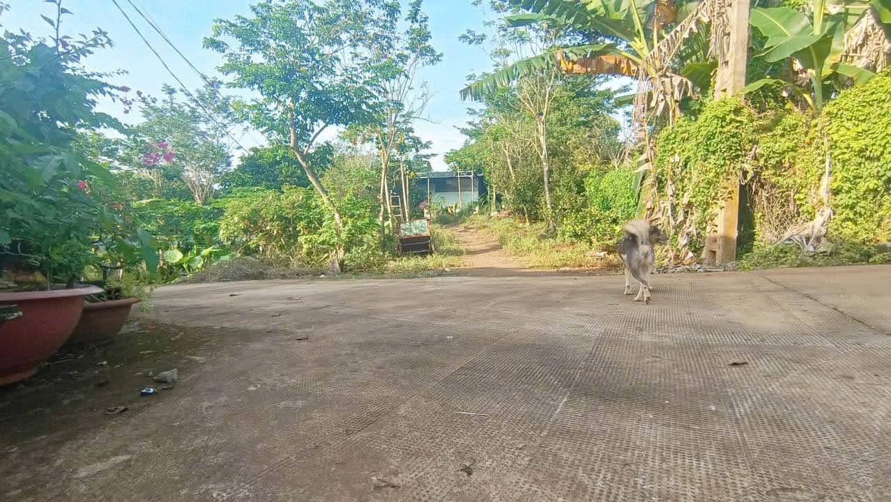 Đất nền Long Tân 24000m² giá 1.9 tỷ - Cơ hội đầu tư hấp dẫn!