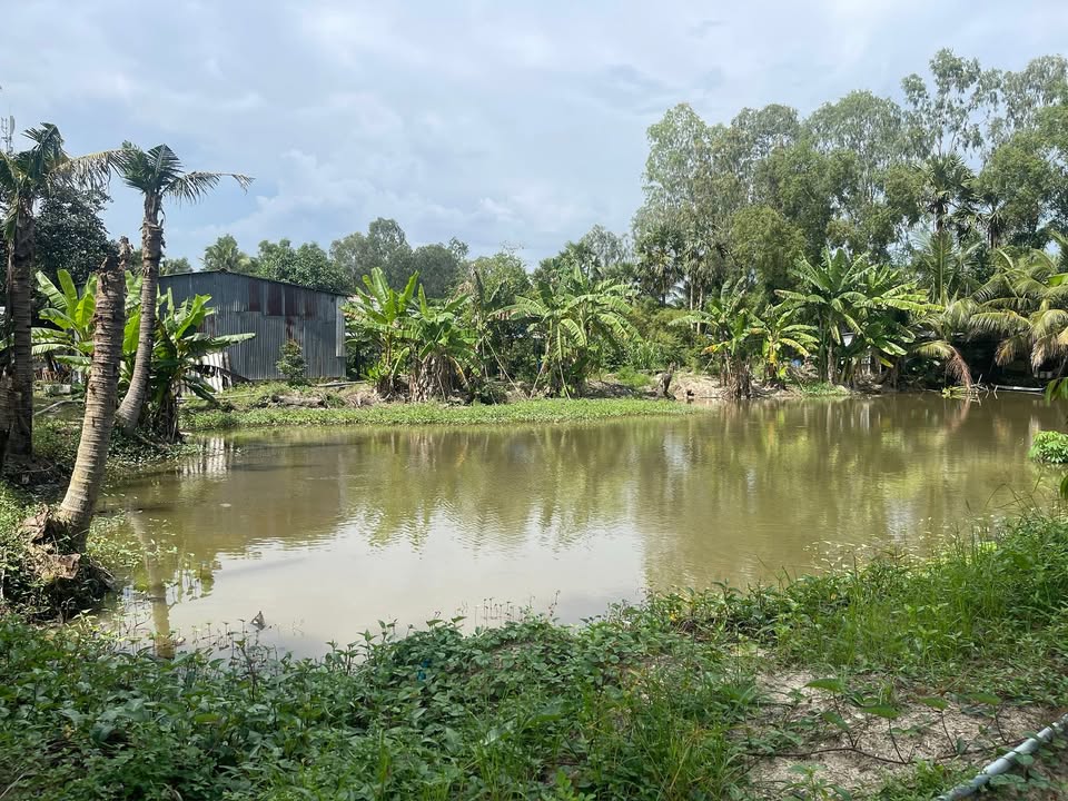 Đất trồng sầu riêng 5 công tại Tịnh Biên, An Giang - Giá 1.5 tỷ, thương lượng chính chủ!