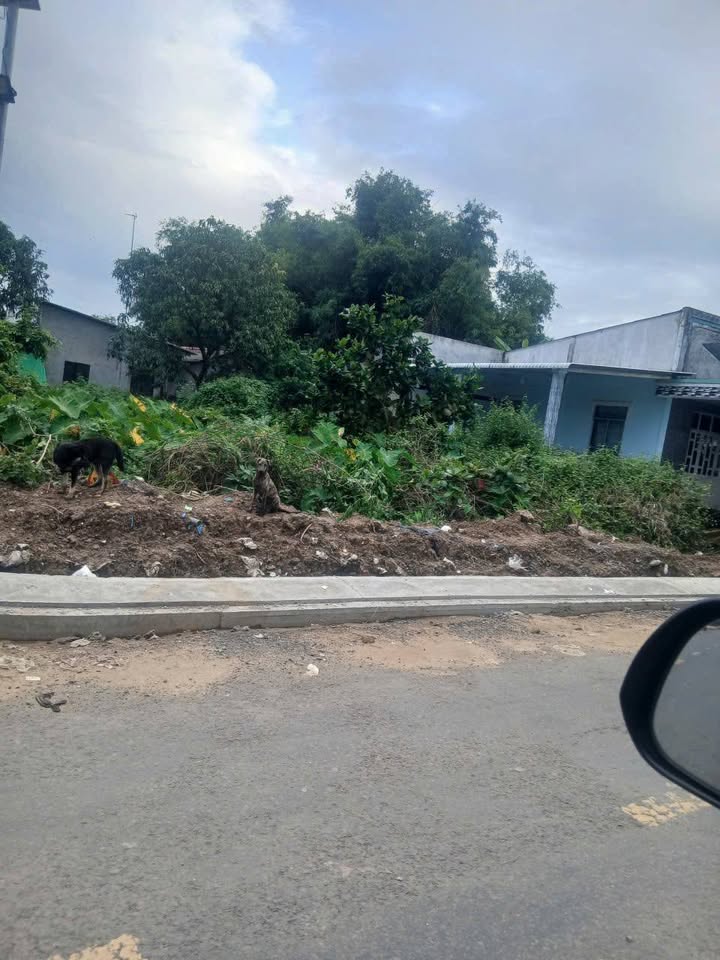 Đất cây lâu năm 512m² tại xã Kim Hòa, Cầu Ngang - Giá 1 tỷ, cơ hội đầu tư tuyệt vời!