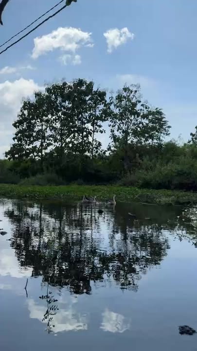 Đất nền Phú Vinh 3388m² giá 520 triệu - Sổ hồng riêng, view suối tuyệt đẹp!