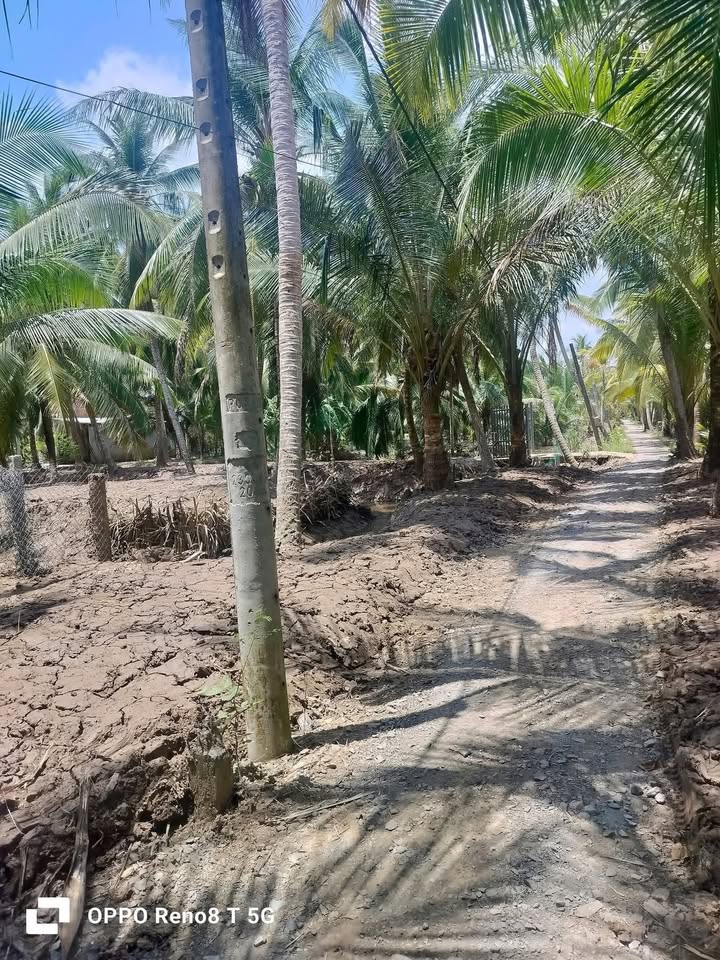 Đất trồng dừa 2012m² xã An Định, Mỏ Cày Nam, Bến Tre - Giá chỉ 1 tỷ thương lượng!