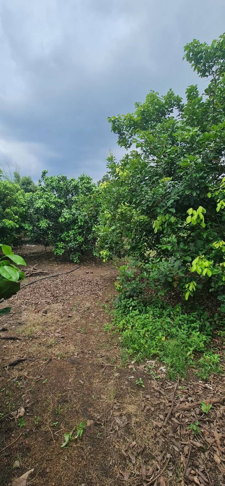 Đất vườn 4000m² tại Hưng Thịnh, Trảng Bom - Giá chỉ 2 tỷ, sẵn vườn trái cây!