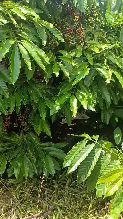 Đất nền 8000m² tại Nam Xuân, Krông Nô - Giá chỉ 2.25 tỷ, đường bê tông 16m ngay dân cư!