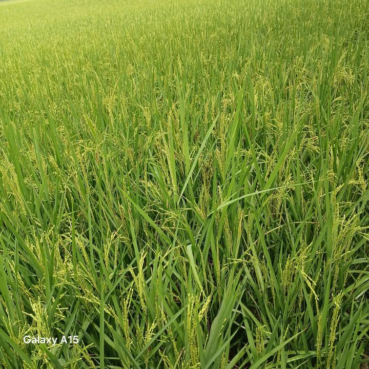 Đất nông nghiệp 8600m² xã Hiếu Tử - Giá tốt, vị trí đẹp!