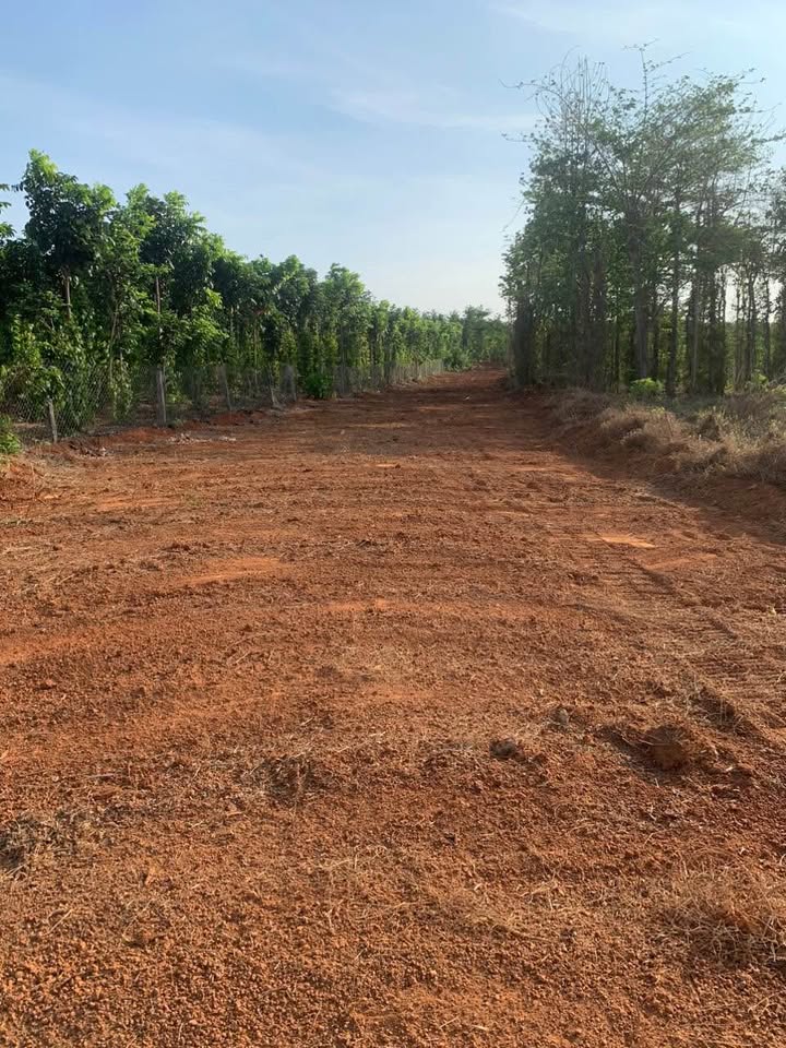 Đất trồng cây lâu năm 4068m² tại Hòa Hiệp, Xuyên Mộc - Giá chỉ 1.95 tỷ!