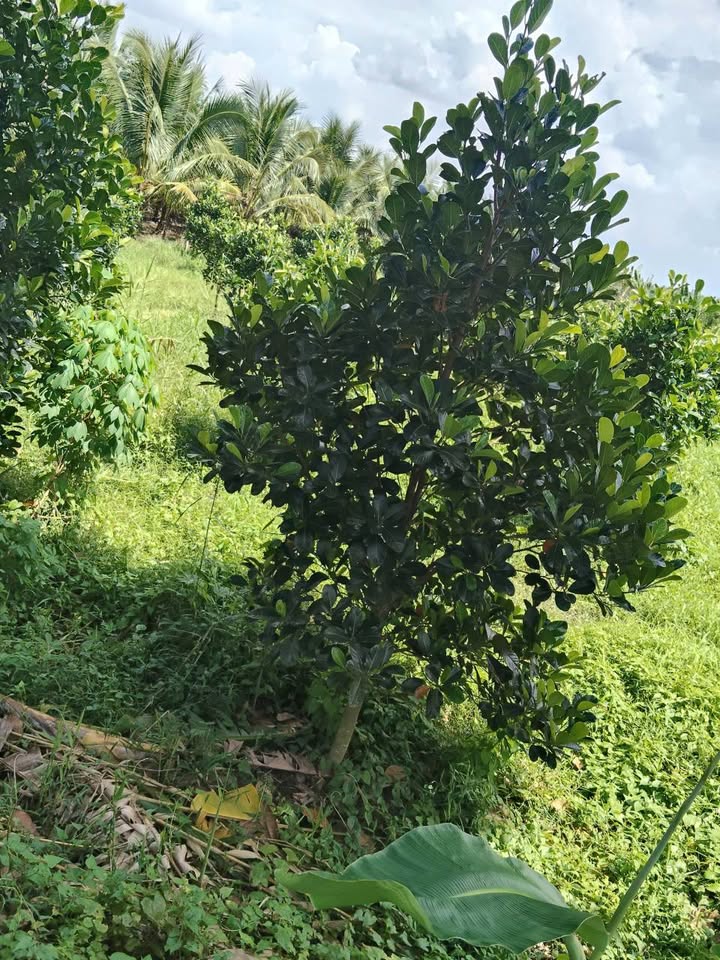 Đất thổ cư Tân Long Hội Vĩnh Long 870m² giá 1.5 tỷ - Đầu tư sinh lời ngay!