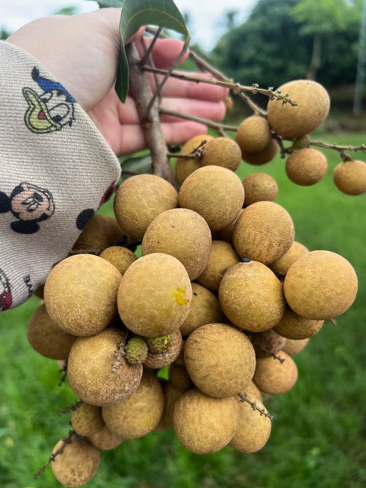 Đất nền hẻm cấp 1 đường Cao Thắng, phường Ea Kao 620m² giá 970 triệu - Cơ hội đầu tư sinh lời!