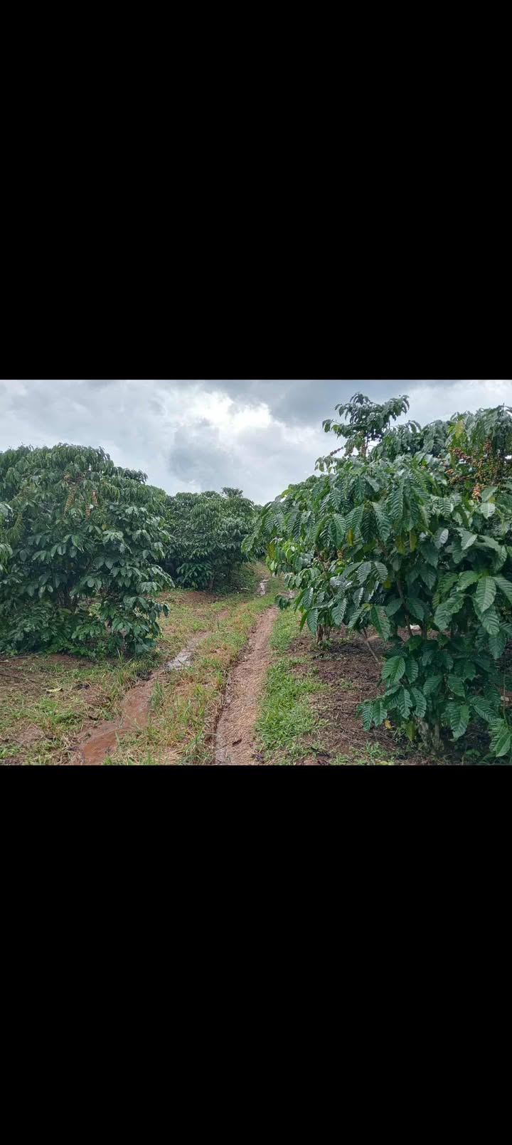 Đất nền thổ cư 5000m² tại Tân Thanh, Lâm Hà - Sổ đỏ chính chủ, giá chỉ 2 tỷ!