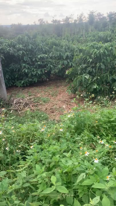 Đất nông nghiệp Quỳnh Ngọc 16.560m² giá 4.608 tỷ - Pháp lý rõ ràng, mặt tiền đường bê tông!