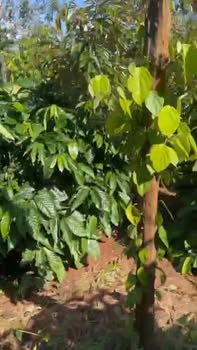 Farm 1ha2 Ea Ral Đắk Lắk giá 2.6 tỷ - Đất màu mỡ, thu nhập ổn định!