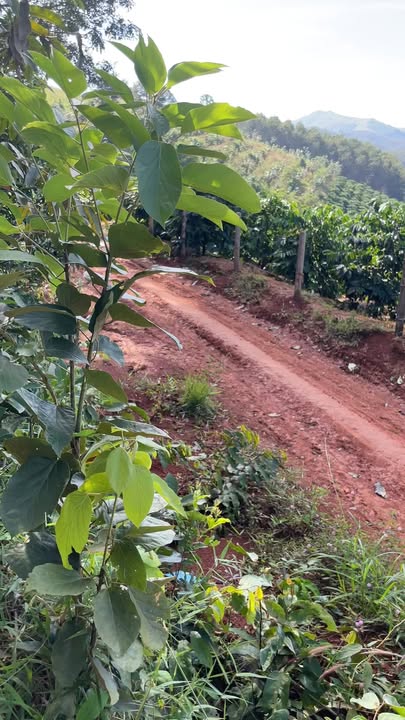 Đất nền cao su Sa Nghĩa 1.2ha giá 900 triệu - Pháp lý sổ đỏ chính chủ!