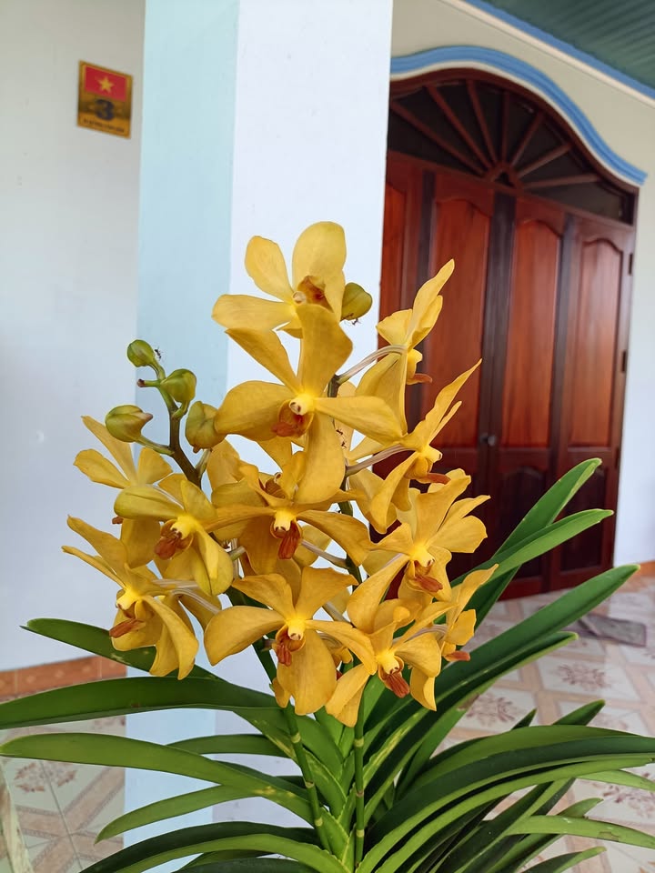 Đất nền Võ Xu, Đức Linh 225m² - Giá thỏa thuận hấp dẫn!