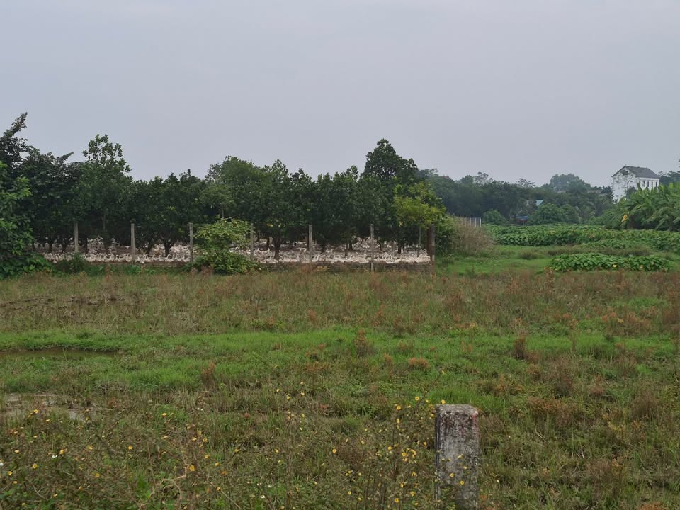 Đất nền Ba Trại, Ba Vì 1500m² giá chỉ 4 tỷ - Sổ đỏ chính chủ ngay!