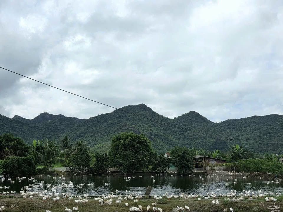 Đất vườn Ninh Tiến 10.000m² giá 4.3 tỷ - Đầu tư sinh lời ngay!