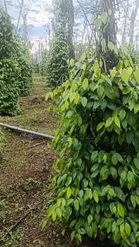 Đất nền Đắk Ha 2000m² giá 650 triệu - Cơ hội đầu tư hấp dẫn!