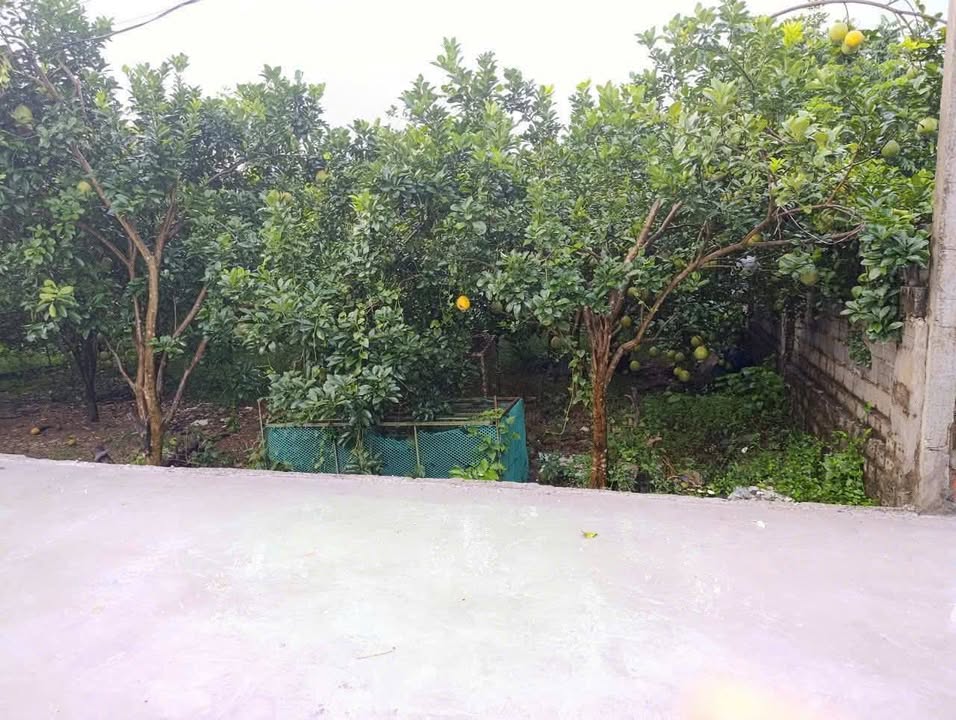 Đất nền xã Xuân Mai 133m² giá 1 tỷ - Cơ hội đầu tư hấp dẫn!