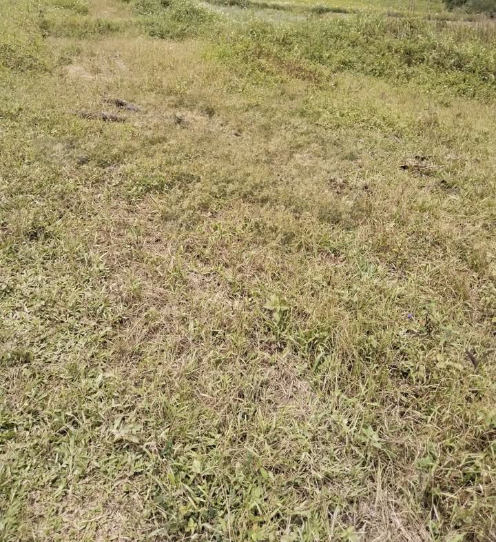 Đất thổ cư 100m² tại Khe Mo, Đồng Hỷ 3500m² - Tiềm năng đầu tư vượt trội!