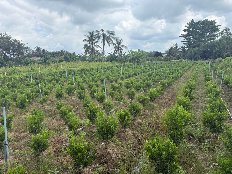 Đất nền Tân Thiềng, Chợ Lách 900m² giá 900 triệu - Cơ hội đầu tư lý tưởng!