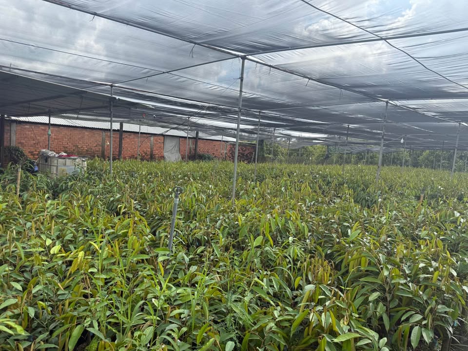 Đất nền xã Tân Thiềng, huyện Chợ Lách 330m² giá 500 triệu - Đầu tư sinh lời tuyệt vời!