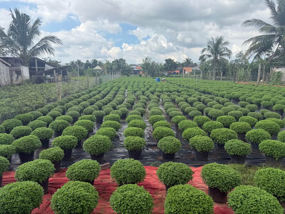 Đất thổ cư 250m² tại xã Tân Thiềng, huyện Chợ Lách - Giá 1.65 tỷ, mặt tiền 20m thuận lợi kinh doanh!