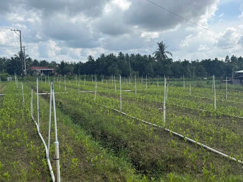 Đất nền 2143m² xã Tân Thiềng, huyện Chợ Lách - Giá 2,2 tỷ - Tiềm năng phát triển!