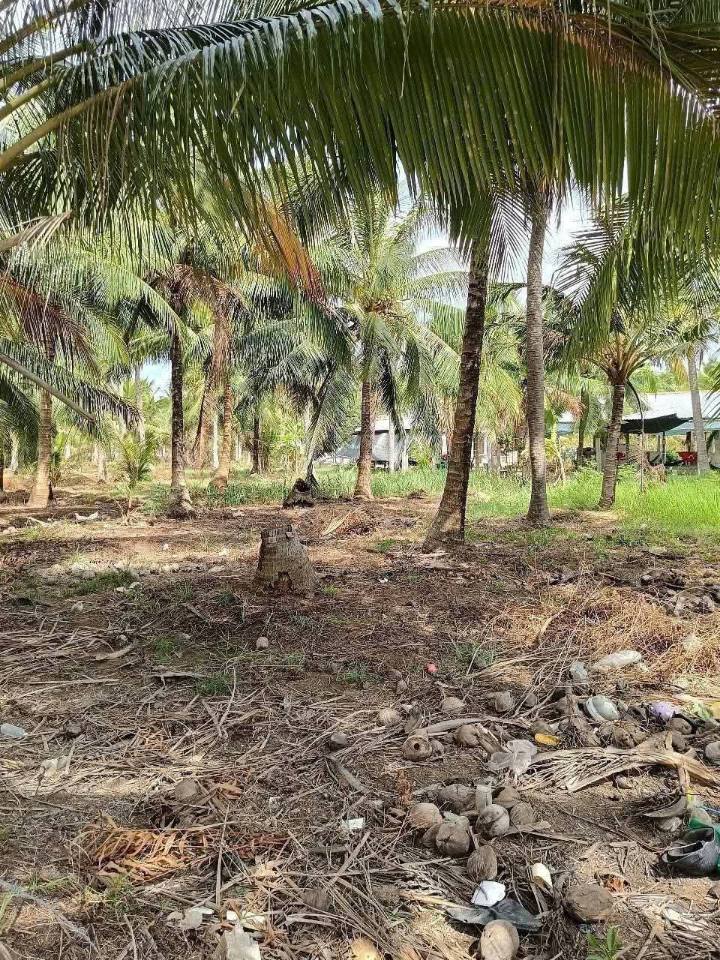 Đất nền Lộc Thuận, Bình Đại 1792.87m² giá 2.1 tỷ - Đầu tư lý tưởng!