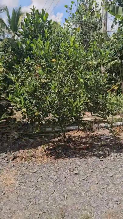 Đất vườn 2.500m² mặt tiền 13m tại Mỹ Thành Bắc - Giá chỉ 1,5 tỷ!