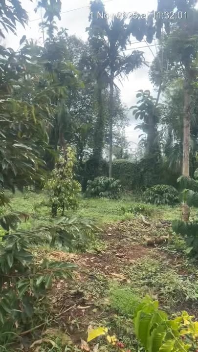 Farm cho thuê tại Quảng Phú, Cư M'gar 32,400m² - Tiềm năng phát triển lớn!