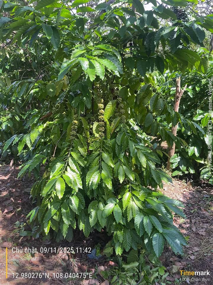 Đất 1ha 11000m² xã Ea Kuêh, giá 4.125 tỷ - Sổ đỏ chính chủ