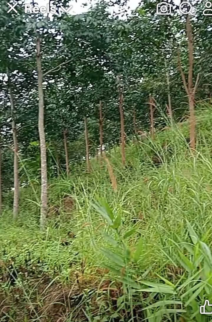 Đất farm thôn 4 Hòa Bình, Kon Tum 20.000m² giá 600 triệu - Cơ hội đầu tư hấp dẫn!