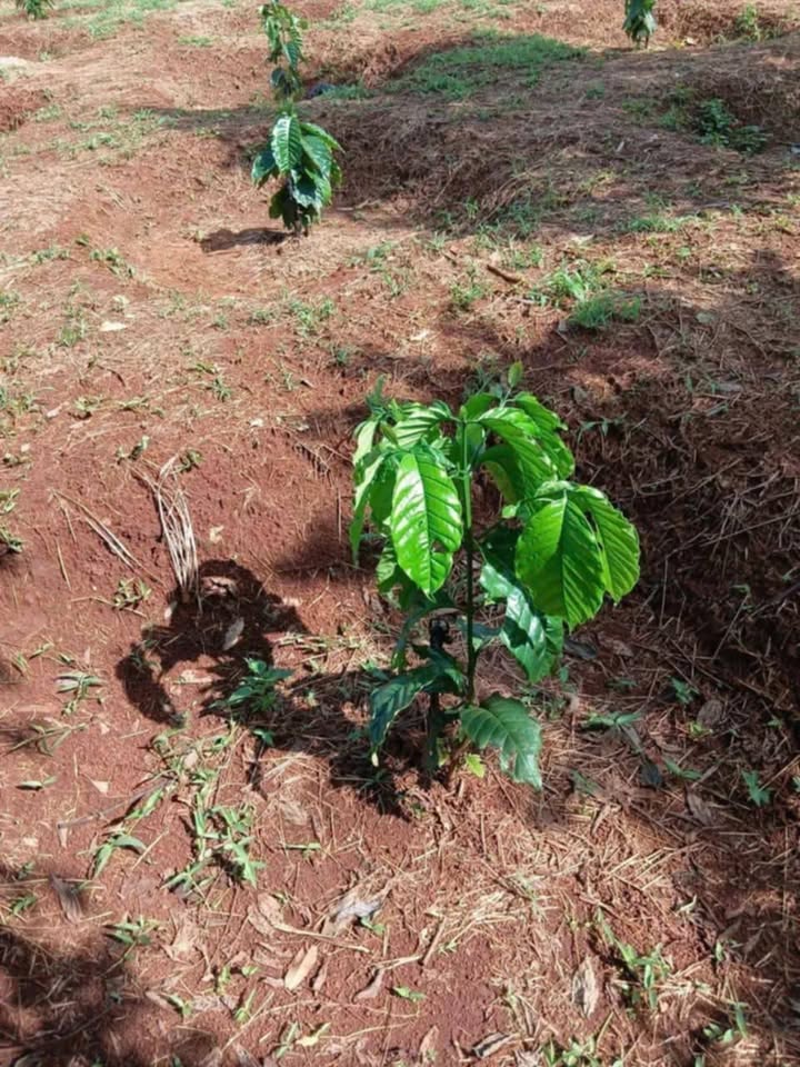 Đất nền Ea Kpam, Cư M'gar 27360m² giá 1.4 tỷ - Đất đỏ Bazan màu mỡ