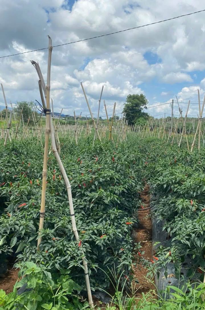 Đất nền Tân Hội, Đức Trọng 12m² giá 900 triệu - Chính chủ cần bán gấp!