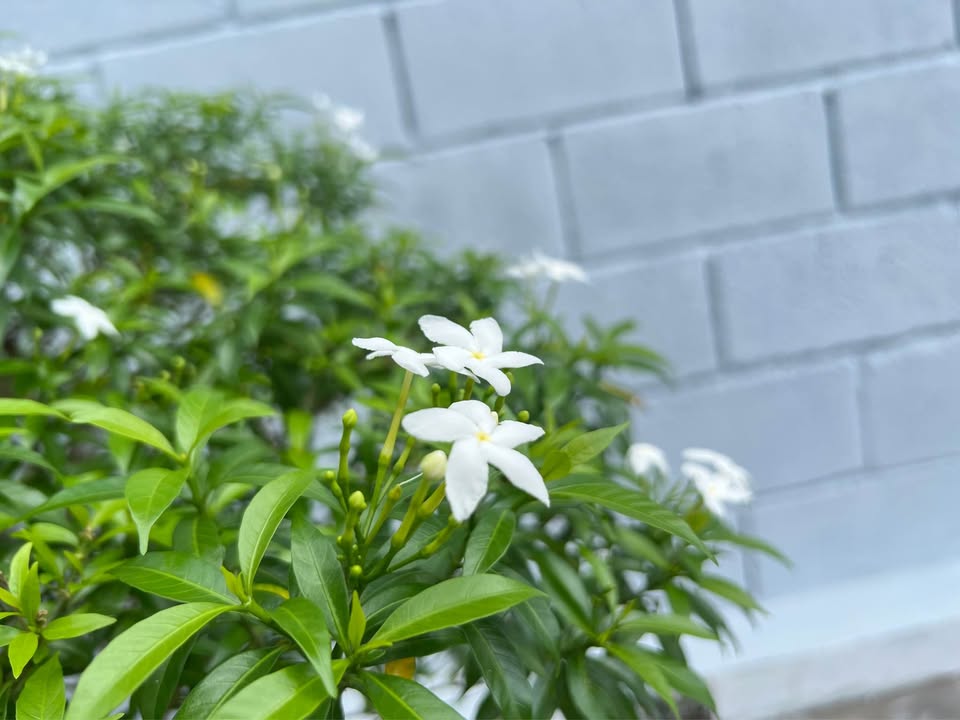 Bán biệt thự sân vườn khu dân cư Thiên Lộc 428m² giá 13.6 tỷ - Sân vườn xung quanh thoáng mát!