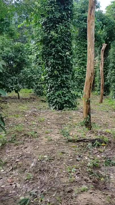 Farm đất cao su Ea Sol 4.2ha giá 3.35 tỷ - Chính chủ bán gấp!