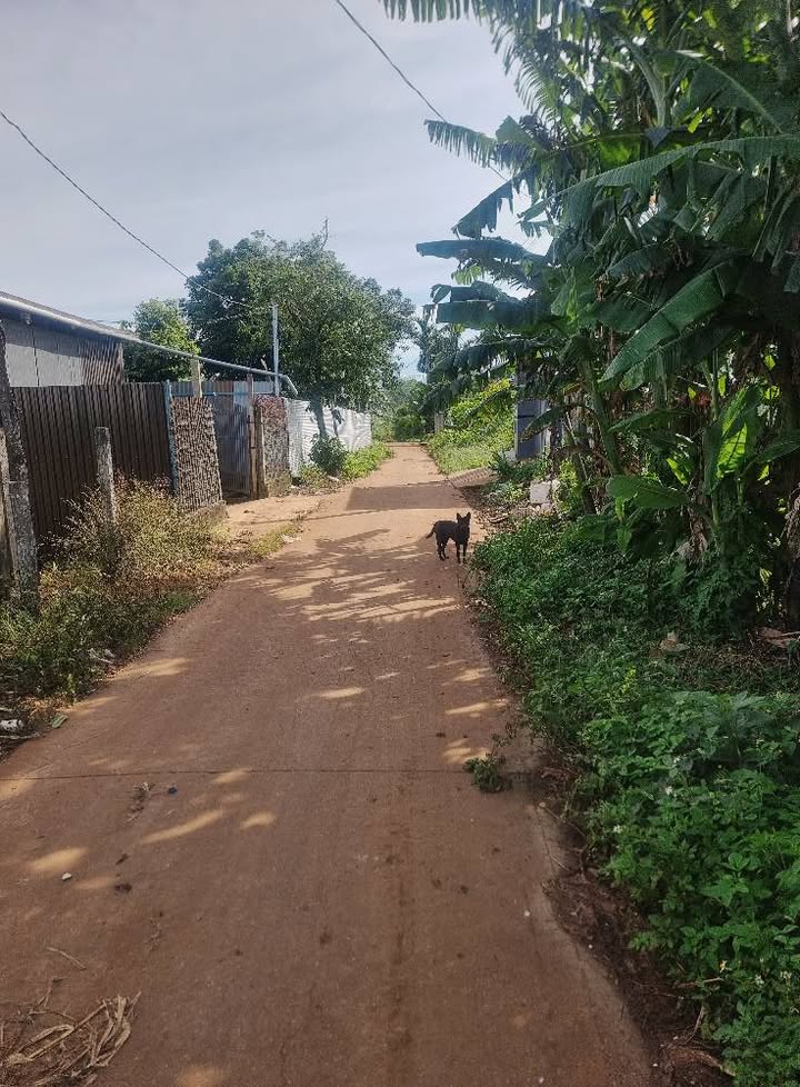 Đất nền Cư Bao 150m² giá 550 triệu - Pháp lý rõ ràng, đầu tư sinh lời!