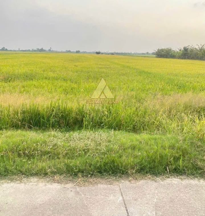 Đất mặt tiền khu phố Bào Sơn, Cà Mau 1940m² giá 2.6 tỷ - Sổ đỏ chính chủ!