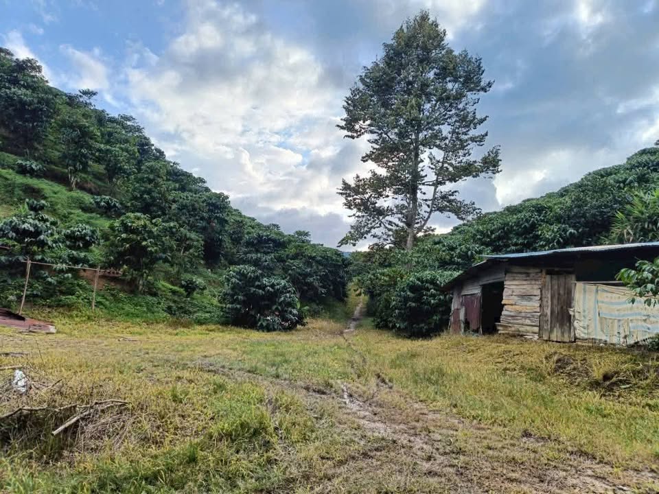 Đất nền 16.000m² phường Đại Lào, Bảo Lộc - Giá chỉ 1.5 tỷ, sổ đỏ chính chủ!