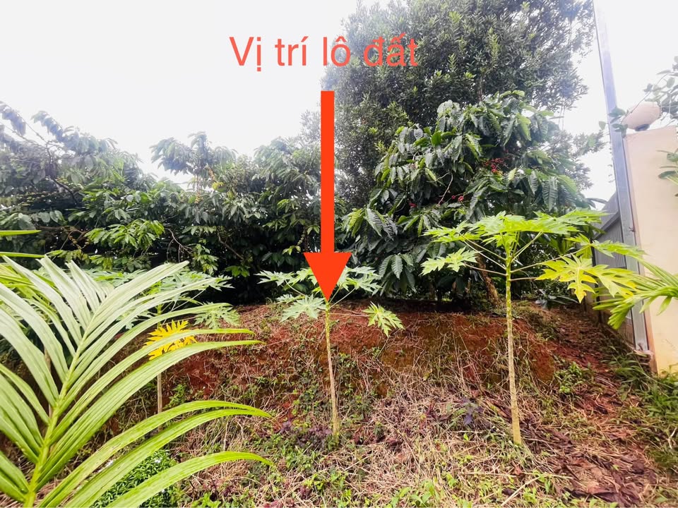 Đất thổ cư 473m² tại phường Bắc Gia Nghĩa - Giá chỉ 850 triệu!